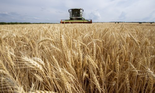 Zelenski: Žetva bi ove godine zbog rata mogla biti prepolovljena