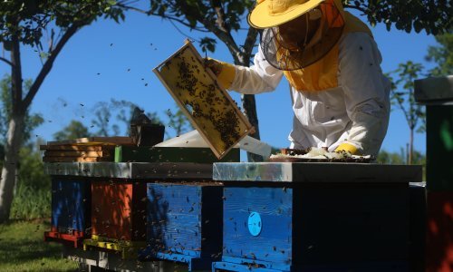 'Potrebno je boriti se za opstanak pčelarstva, uvozi se loš med po puno nižim cijenama, a inspekcije nema'