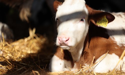 U Lonjskom polju uginulo 58 goveda; veterinari na terenu