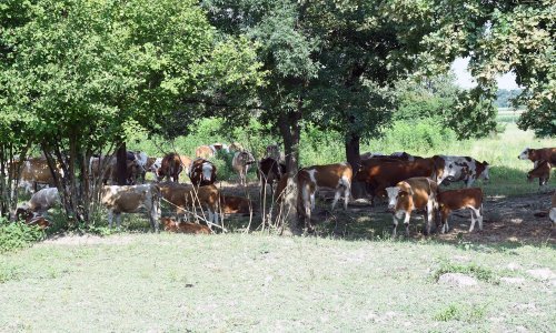 Više od 100 goveda u Lonjskom Polju uginulo od bedrenice, četiri osobe završile u bolnici u Sisku