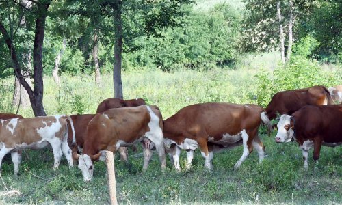 Zbog bedrenice od koje je uginulo više od 100 goveda i zrazilo se šest ljudi ograničava se kretanje ljudi i vozila u Lonjskom polju