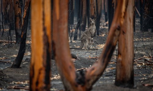Australske flora i fauna ugroženije nego ikada od šumskih požara, suše, ljudske aktivnosti i globalnog zatopljenja