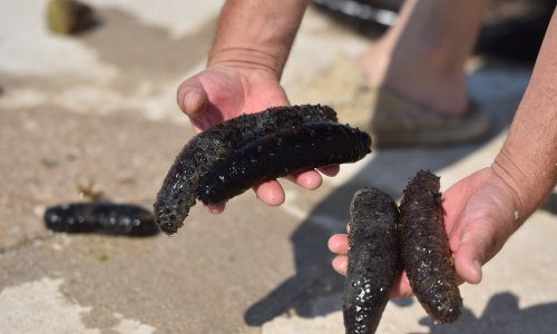 Policija objavila detalje: Banda je prodala gotovo 19 tona morskih krastavaca, proračun su oštetili za 11 milijuna kuna