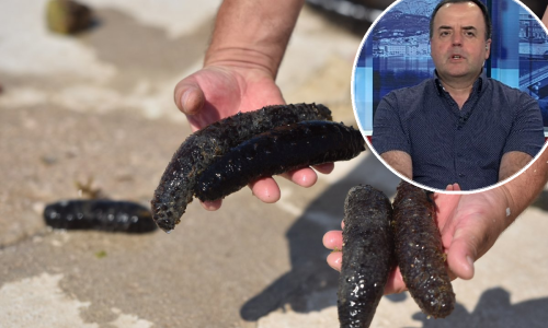 Stručnjak o krađi morskih krastavaca: Kilogram sušenog trpa prodaje se i do 15 tisuća kuna