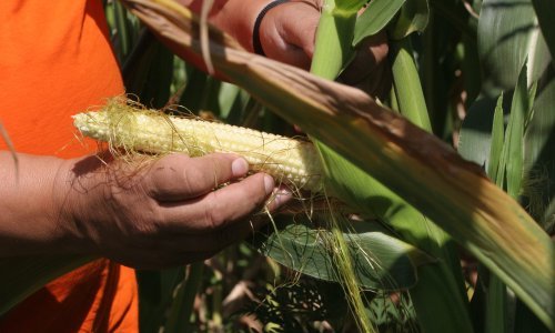 Katastrofa u Slavoniji, suša prepolovila urod povrća: 'Zalijete, drugi dan dođete i kao da niste ni zalili, a izvori presušuju'
