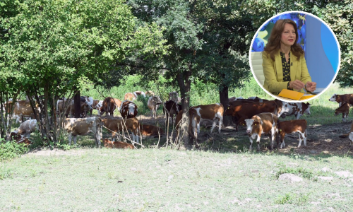 U Lonjskom polju se dogodio najveći pomor od bedrenice u povijesti. Hoće li netko odgovarati?