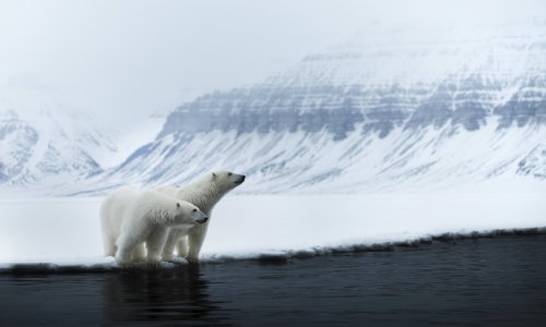 Polarni medvjedi naučili živjeti i loviti u - bljuzgavici