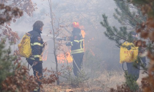 Požar na Ravči pod nadzorom, izgorjelo 4 hektara borove šume