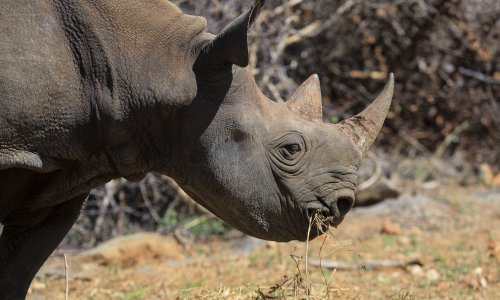 Krivolovci ubili u JAR-u više nosoroga kako bi zadovoljli potražnju iz Azije