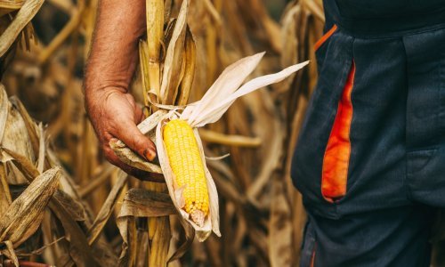 Suša uzima danak: 'Polako nestajemo, moglo bi se zatvoriti i više od 30 posto OPG-ova do kraja godine'