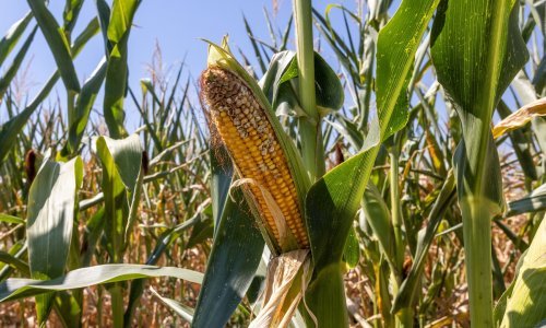 Proglašena elementarna nepogoda od suše za đurđevački dio Podravine