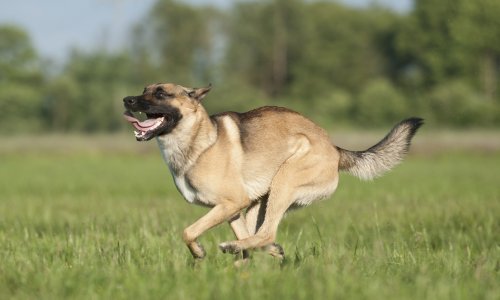 Psi su nam sličniji nego što to mislimo
