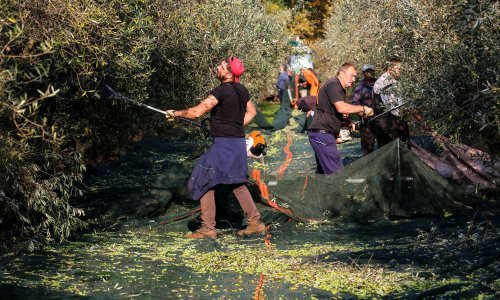 Kultura koja lako trpi sušu: Maslinare dva mjeseca dijele od berbe, provjerili smo čeka li ih bolja sezona od prošle koju je poništio mraz