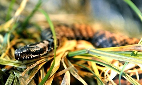 Dječaka u Vukovaru ugrizla riđovka; otac znao kako reagirati