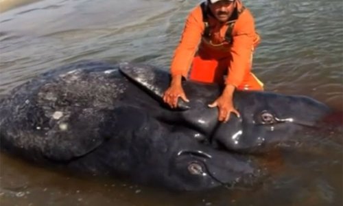 U Meksiku se nasukali sijamski blizanci - kitovi!