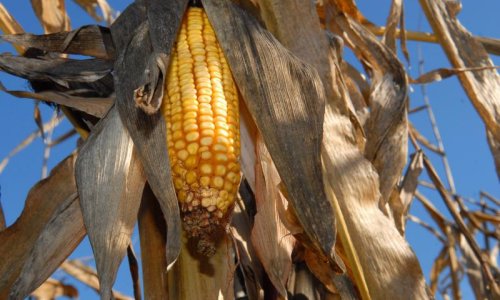 'Odobrite GMO kukuruz ili ćemo vam ga nametnuti!'