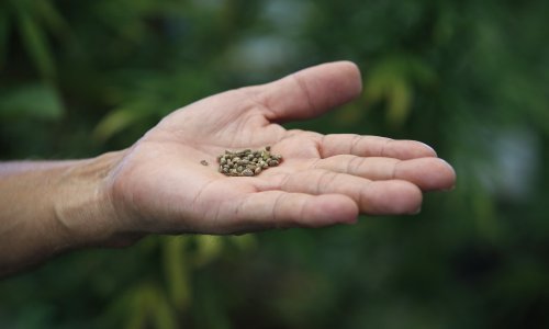 Kaznena prijava 34-godišnjaku zbog uzgoja više desetaka biljki kanabisa