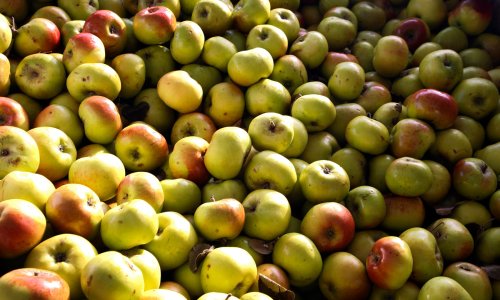 Voćari umiruju javnost: Hrvatske jabuke nisu prepune pesticida, prolaze stroge kontrole