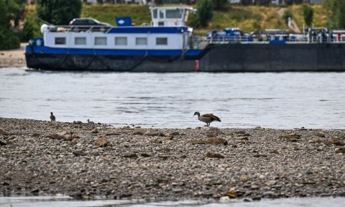 Njemačke vlasti ublažavaju strahove: Niski vodostaj Rajne neće utjecati na plovnost