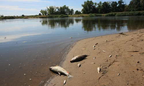 [FOTO] Katastrofa na granici Poljske i Njemačke: Više od 10 tona mrtve ribe izvučeno iz Odre, nitko ne zna što se točno dogodilo