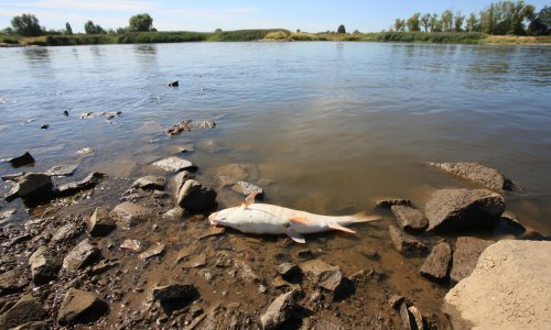 Još uvijek nitko ne zna zašto je uginulo 100 tona ribe u Odri, sumnja se na otrovnu algu