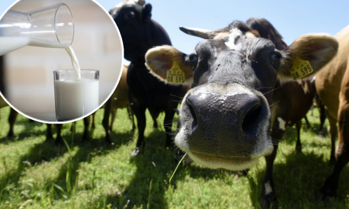 Cijene mlijeka odletjele u nebo: Sve više mljekara odustaje od proizvodnje, Ministarstvo nema namjeru reagirati