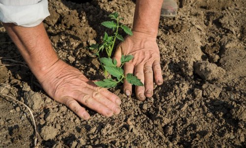 Zagrebački umirovljenik svakodnevno vrtlari, zdravo se hrani i odlično zarađuje: 'Ne trebaju mi poticaji, želim biti poticaj'