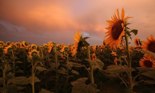 Urod suncokreta nikad bolji, hoće li pasti cijene jestivih ulja?