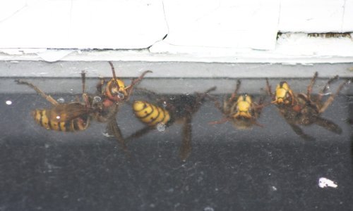 Trkače kraj Koprivnice napali stršljeni: 'Puno je izbodenih, neki su morali otići na hitnu'