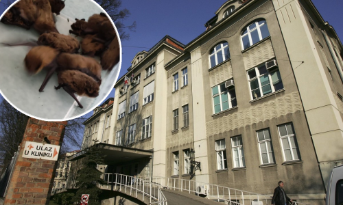 U poznatoj zagrebačkoj klinici ulovili čak 20 šišmiša, bilo ih je i po bolničkim sobama