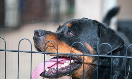 Strava kod Čakovca: Rotvajler preskočio ogradu i napao dijete