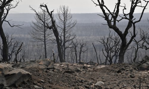 [FOTO/VIDEO] 'Vatreni tornado' poharao sjeveroistok Alžira: Poginulo 38 ljudi, neki su ostali zarobljeni u vatrenom obruču u parku prirode
