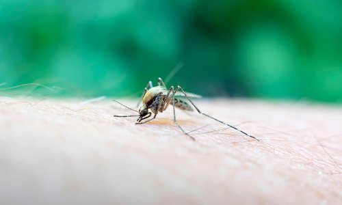 Borba protiv malih 'krvopija': Pula pokreće tvornicu sterilnih komaraca