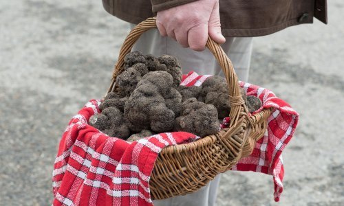 Nezapamćena situacija u Istri: Cijena tartufa zbog nestašice odletjela u nebo. Za kilogram se traži pravo malo bogatstvo