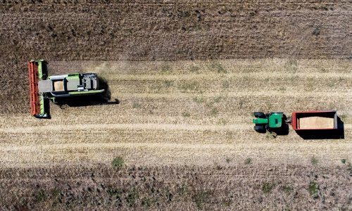 Od ove poljoprivredne kulture su nekoć svi živjeli, a sad proizvodnja  pada