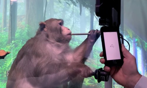 Zanima vas čime se u posljednje vrijeme bavi Neuralink? Musk je odgovor najavio za - Noć vještica