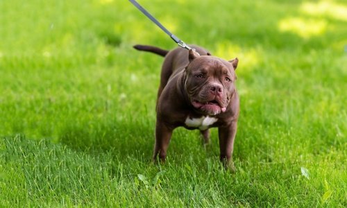 Strava u Pakoštanima: Američki staford terijer izgrizao dijete, teško je ozlijeđeno