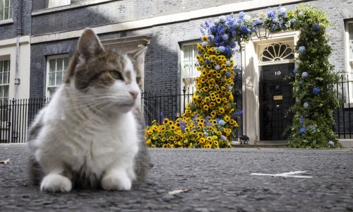 [FOTO] Cvijeće i mačak Larry: pogledajte kako su u Londonu obilježili Dan neovisnosti Ukrajine
