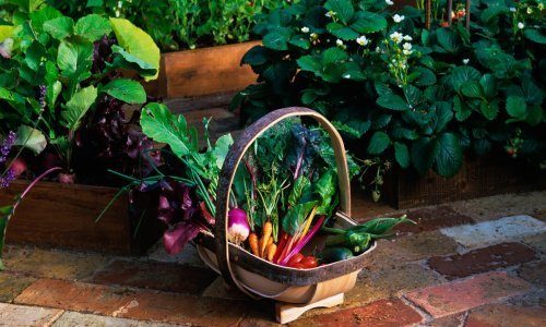 Uživajte u bojama i okusima: Ovo je povrće najbolje posaditi prije kraja ljeta