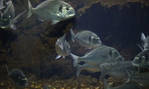 Film 'Anonimno jato' u selekciji festivala Beyond Borders: Dubrovnik se u autorovoj perspektivi transformira u gradski akvarij