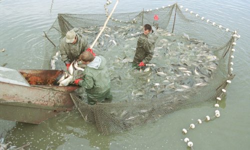 Nikad teža situacija; ekstremna suša tjera na interventni izlov slatkovodne ribe
