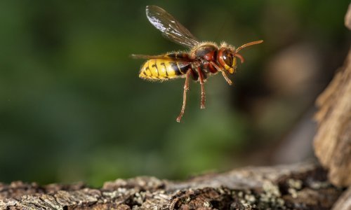 Upozorenje iz Parka prirode Medvednica: Stršljeni napadaju, kad ih sretnete, nemojte lamatati rukama i bježati