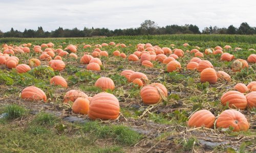 Na ozaljskom području 39-godišnjakinji ukradena tona bundeva