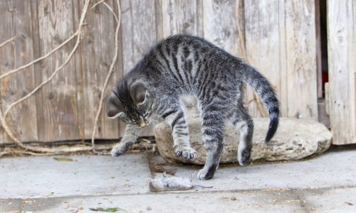 Kad vidite mačke u 'igri' s plijenom, one samo pokazuju svoju prirodnu stranu