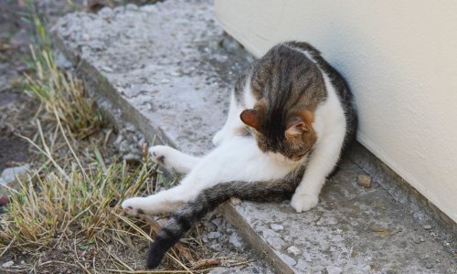 Nakon još jedne uginule životinje policija istražuje tko to ubija mačke po Hvaru