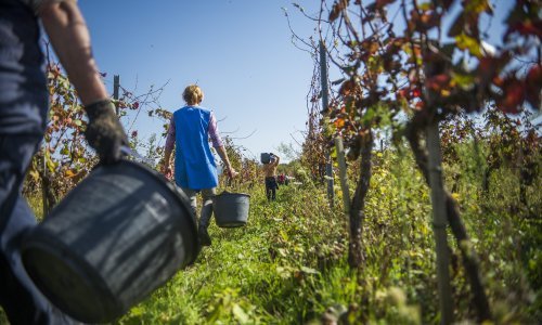 U Slavoniji traje grozničava potraga za sezonskim radnicima na berbama. Provjerili smo koliko se da zaraditi i zašto bi stvar mogli spasiti umirovljenici