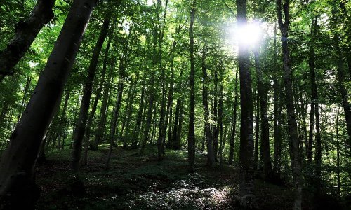 Skupljanje žirova dobro plaćen posao, pogledajte koliko možete zaraditi
