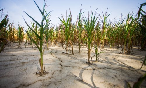 U Varaždinskoj županiji proglašena prirodna nepogoda zbog suše