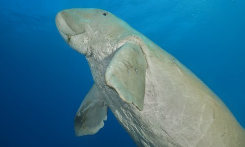 U Kini više nema morskih kra.., pardon, sirena