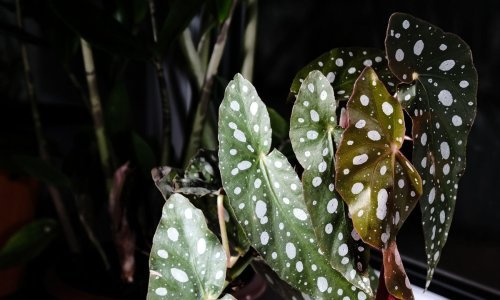 Ova biljka egzotičnog izgleda uljepšat će svaki dom, a jednostavna je za održavanje